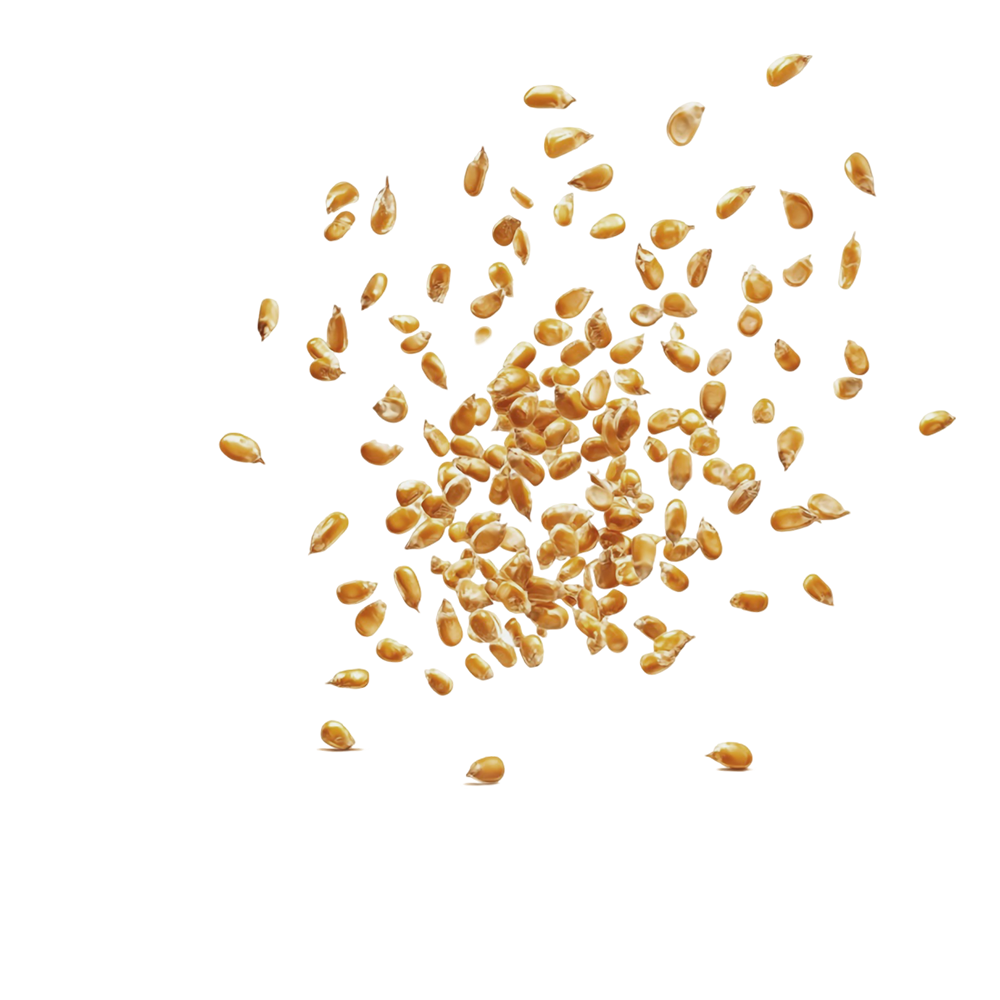 wholegrain_sesame